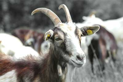 Logo Ovis Information Tierart Schafe und Ziegen